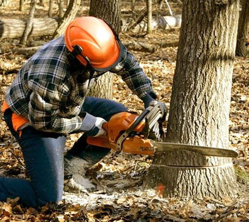 Tree Removal in Tridell, UT
